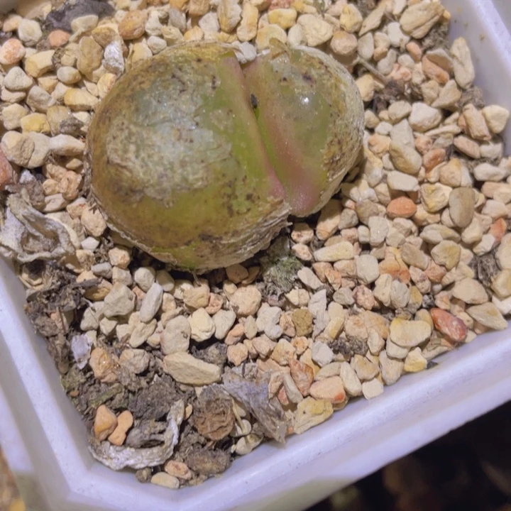 波***席458880888878578775478