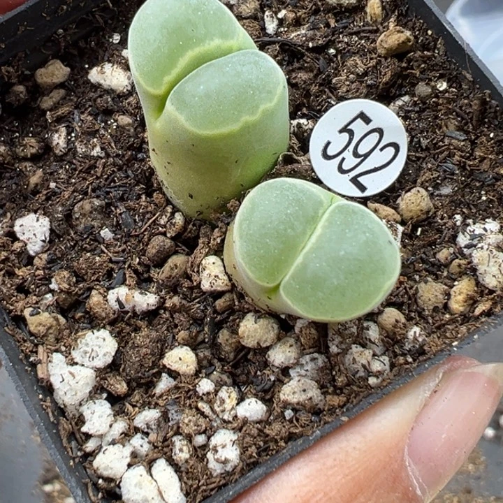 592好这颗多肉有点好看