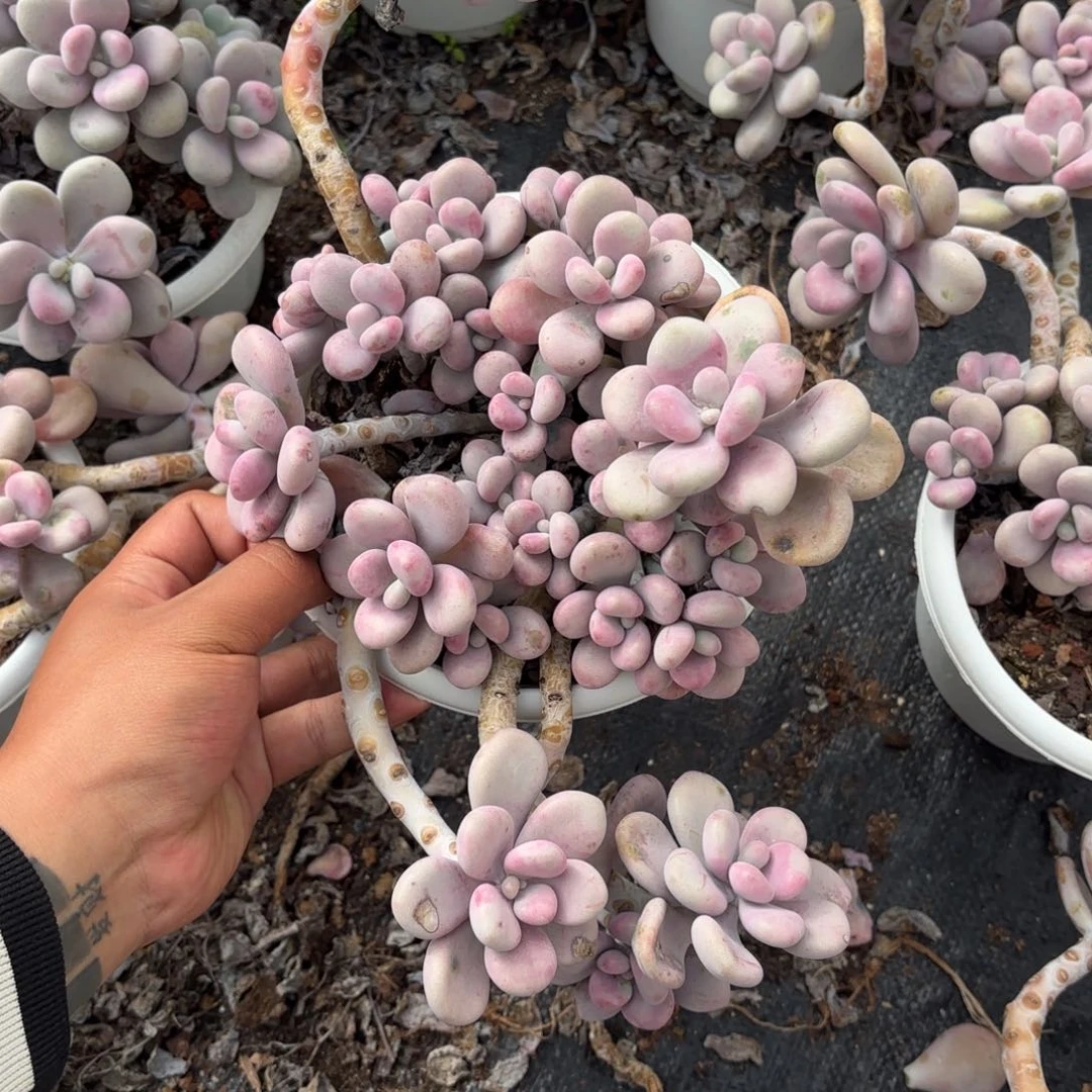 平**生049号老庄多肉植物
