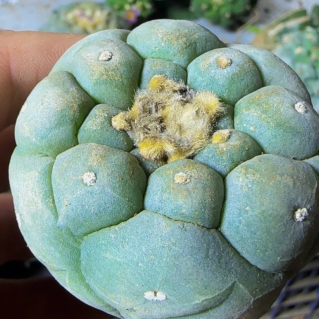 白肌圆尤059仙人球