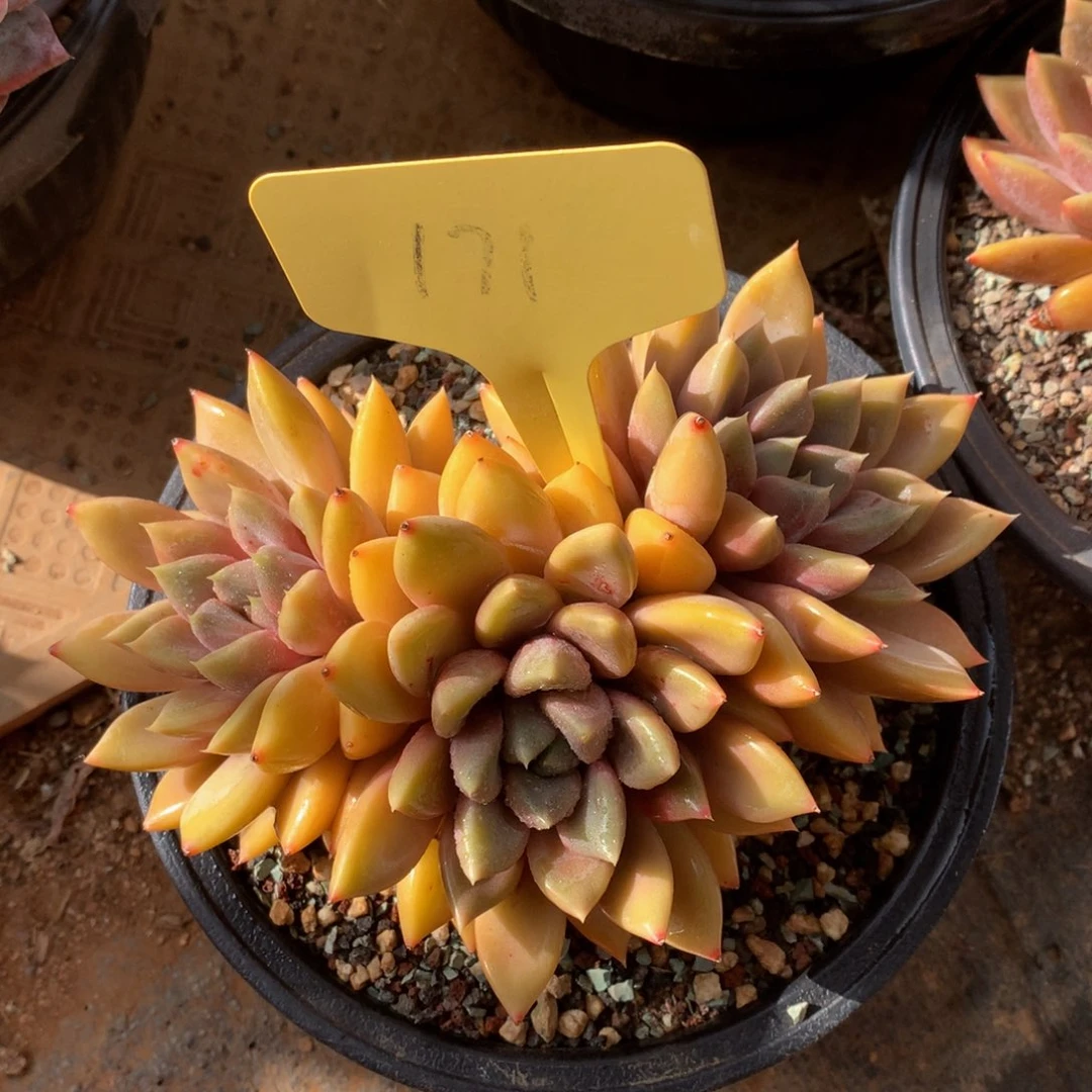 红象牙7272727277227