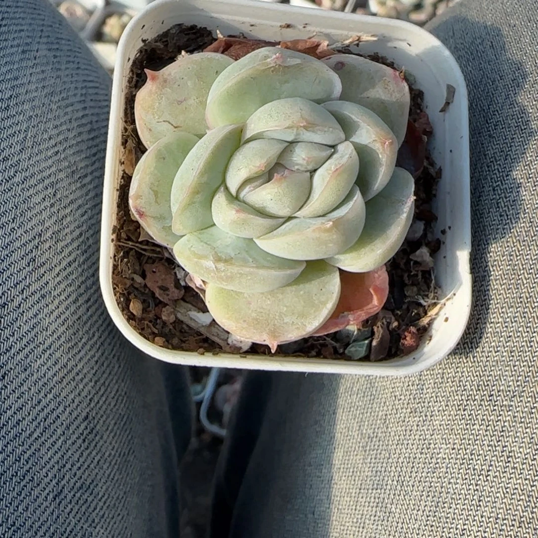 多肉小卡拉米糖心一物一拍