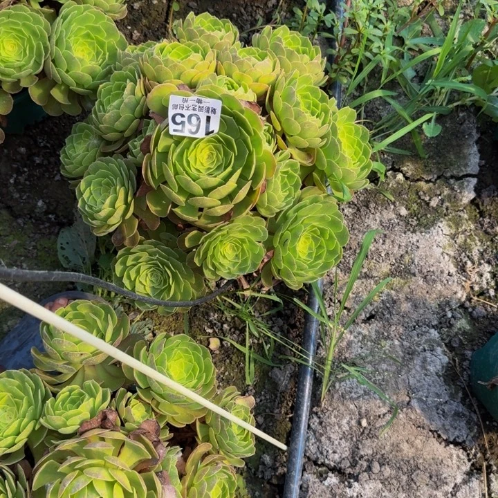 伊***岸轮回花25-49包邮花花