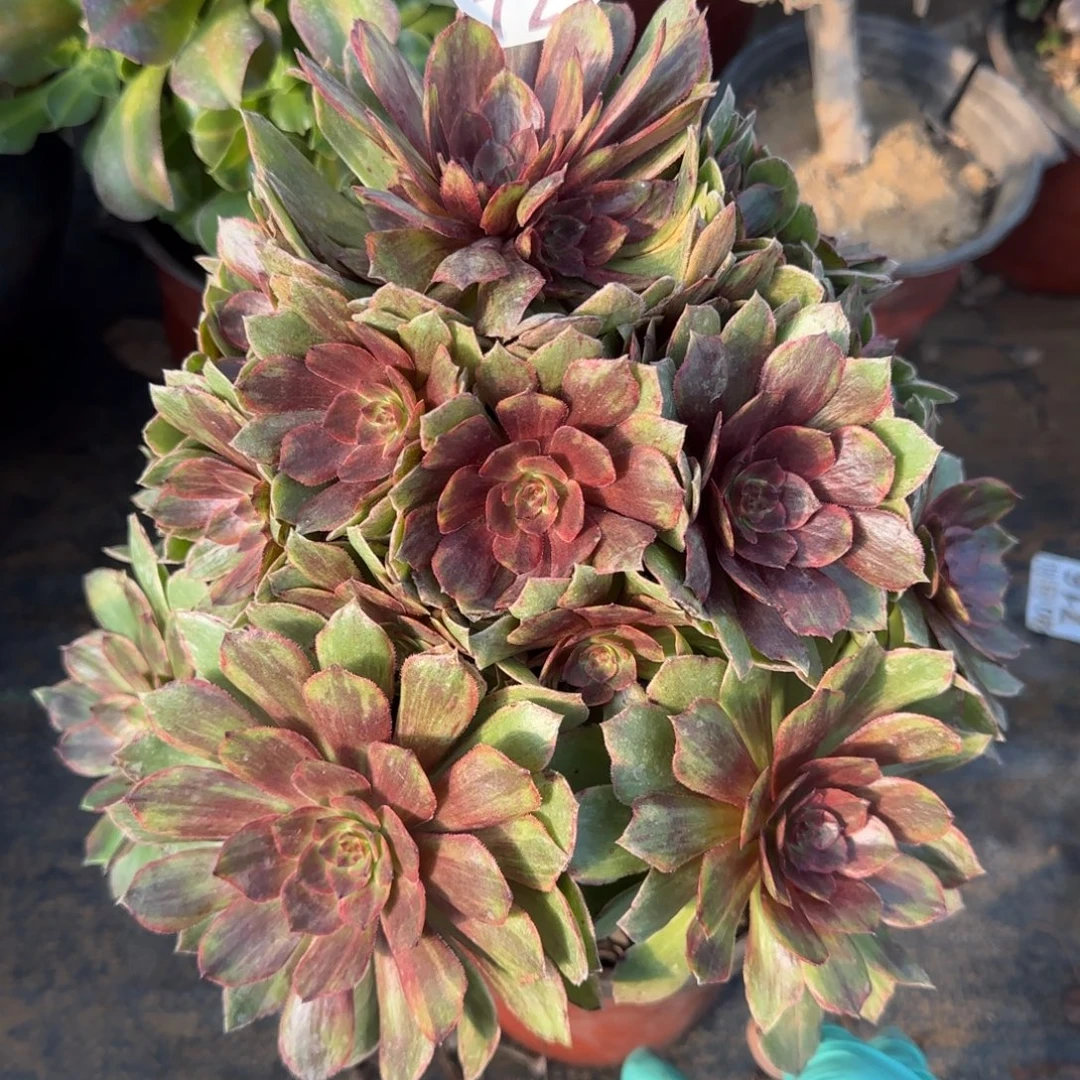 红丝绒721满20包邮断枝不包