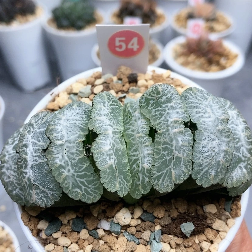 【闪购商品】54虞姬玉扇