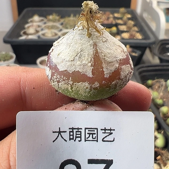 一物一拍。     87