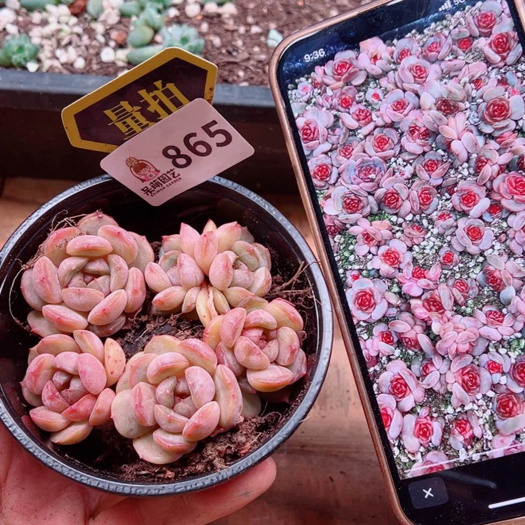 多肉植物多肉植物