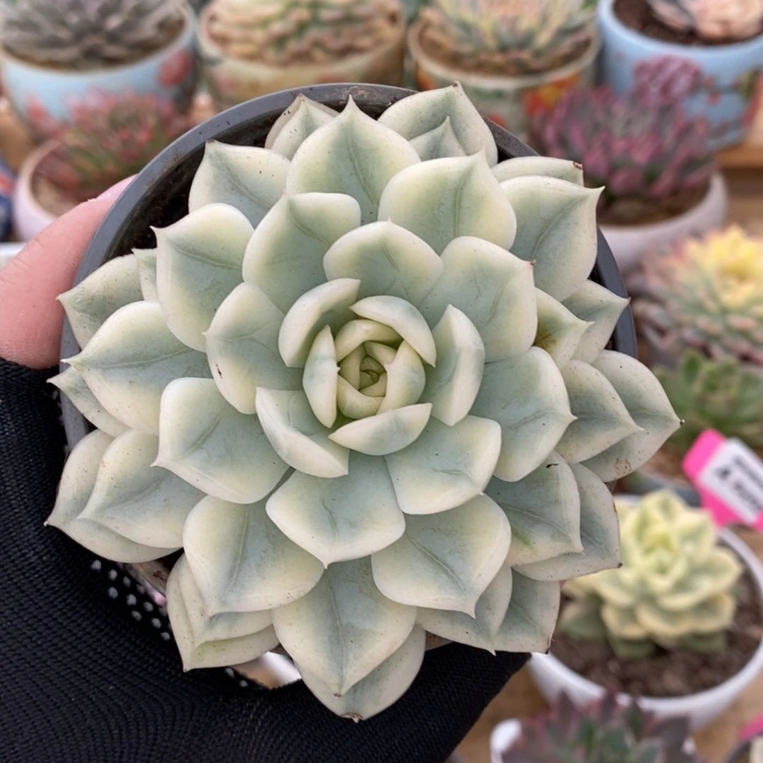 744全覆轮月亮仙子锦锦锦