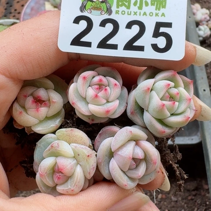 多肉植物多肉植物