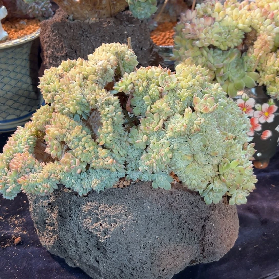 *****新年快乐 新年快乐