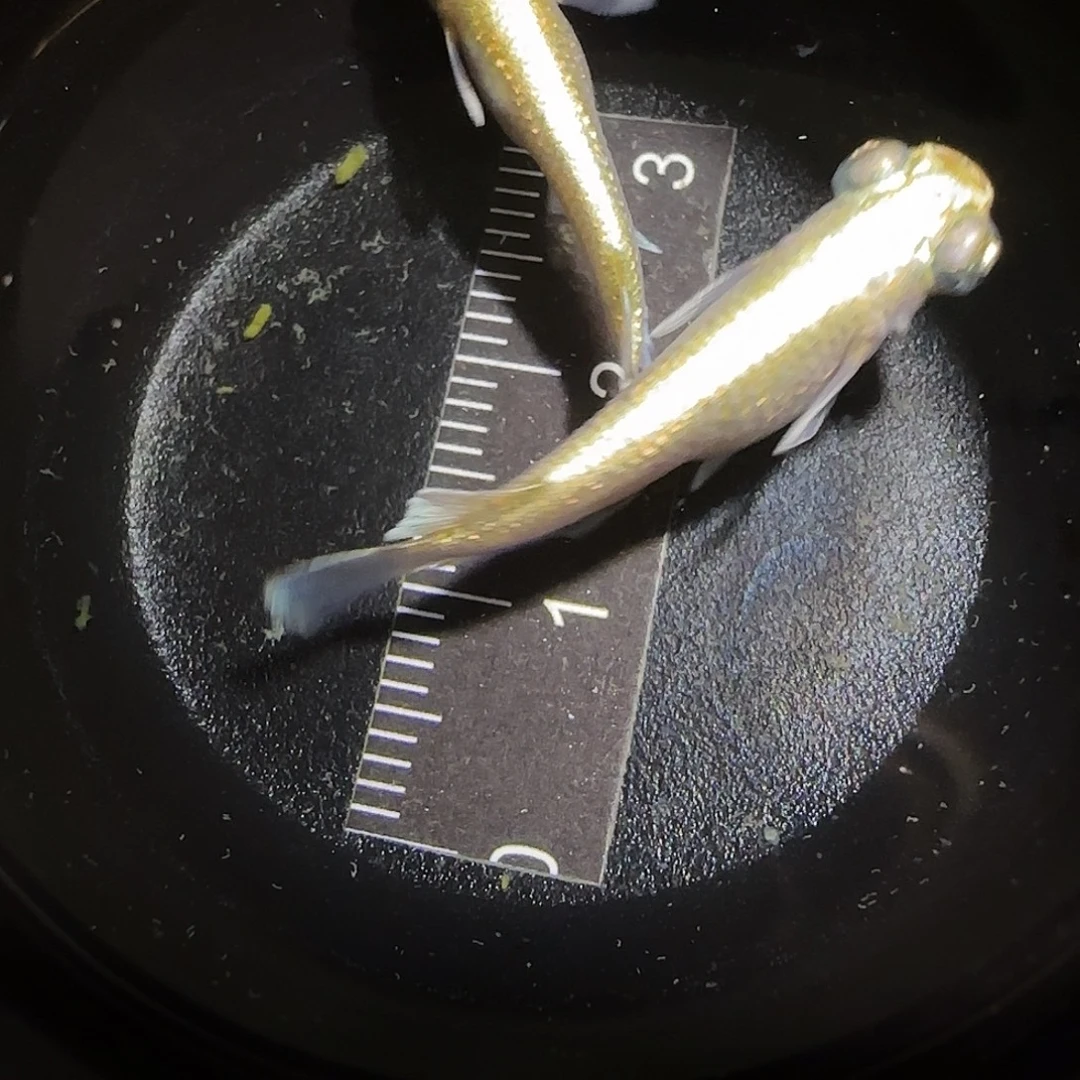 青鳉鱼观背青鱂一物一拍119