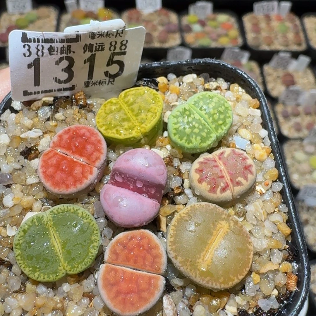 Ssss精品生石花1315