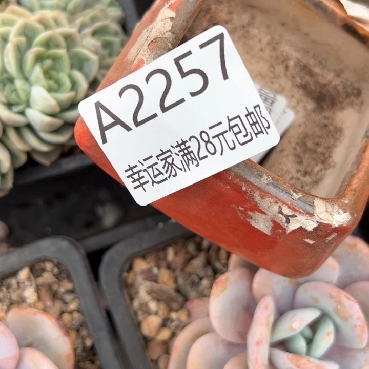 椰*幸运的是我的朋友们都