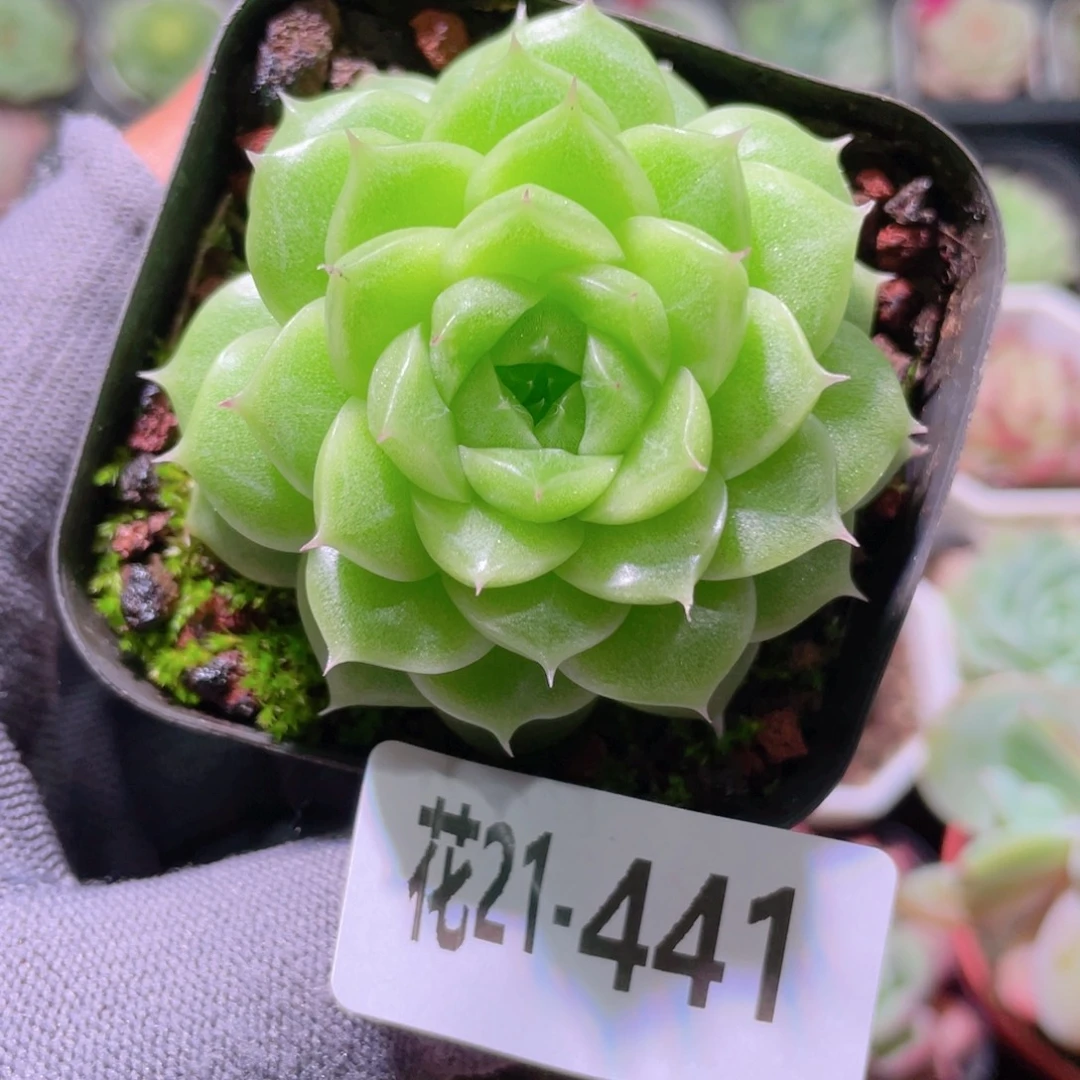 花利美21-441麦秆