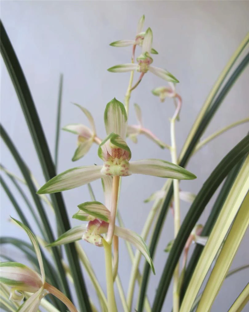 银河-送春艺草-硬化10个月-连体2苗-人工养殖