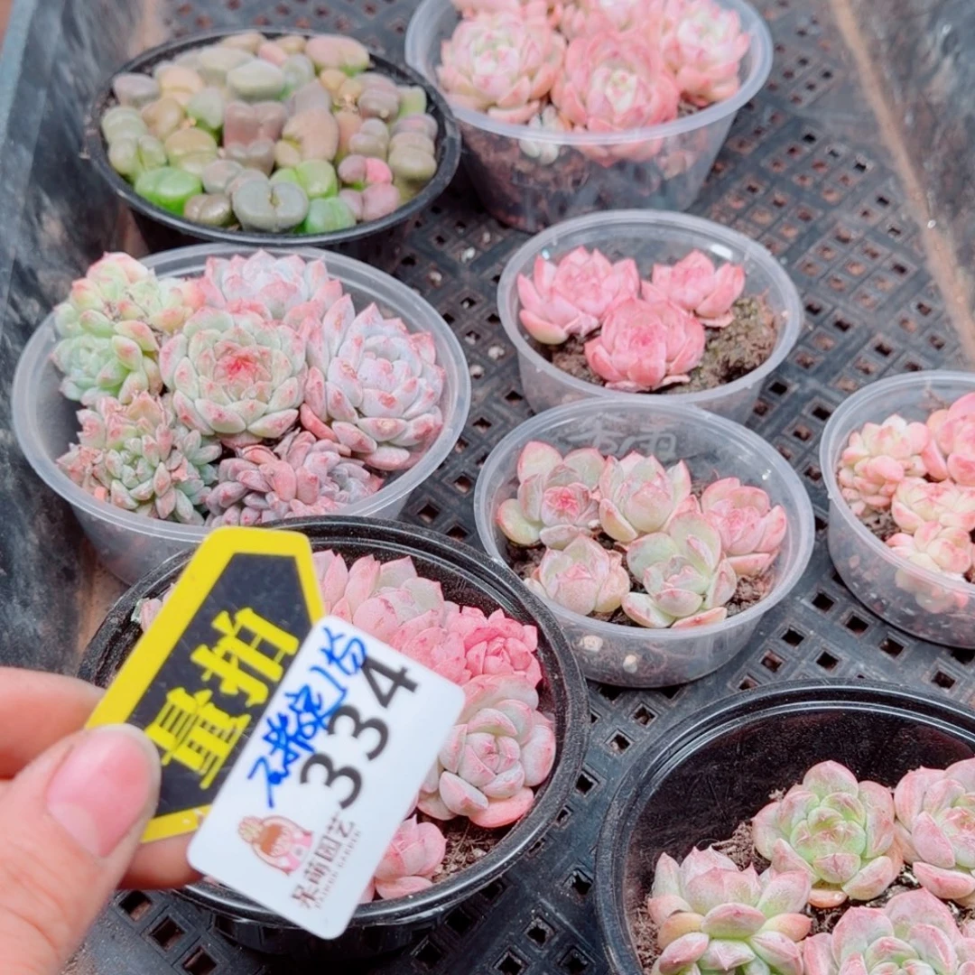 多肉植物多肉植物