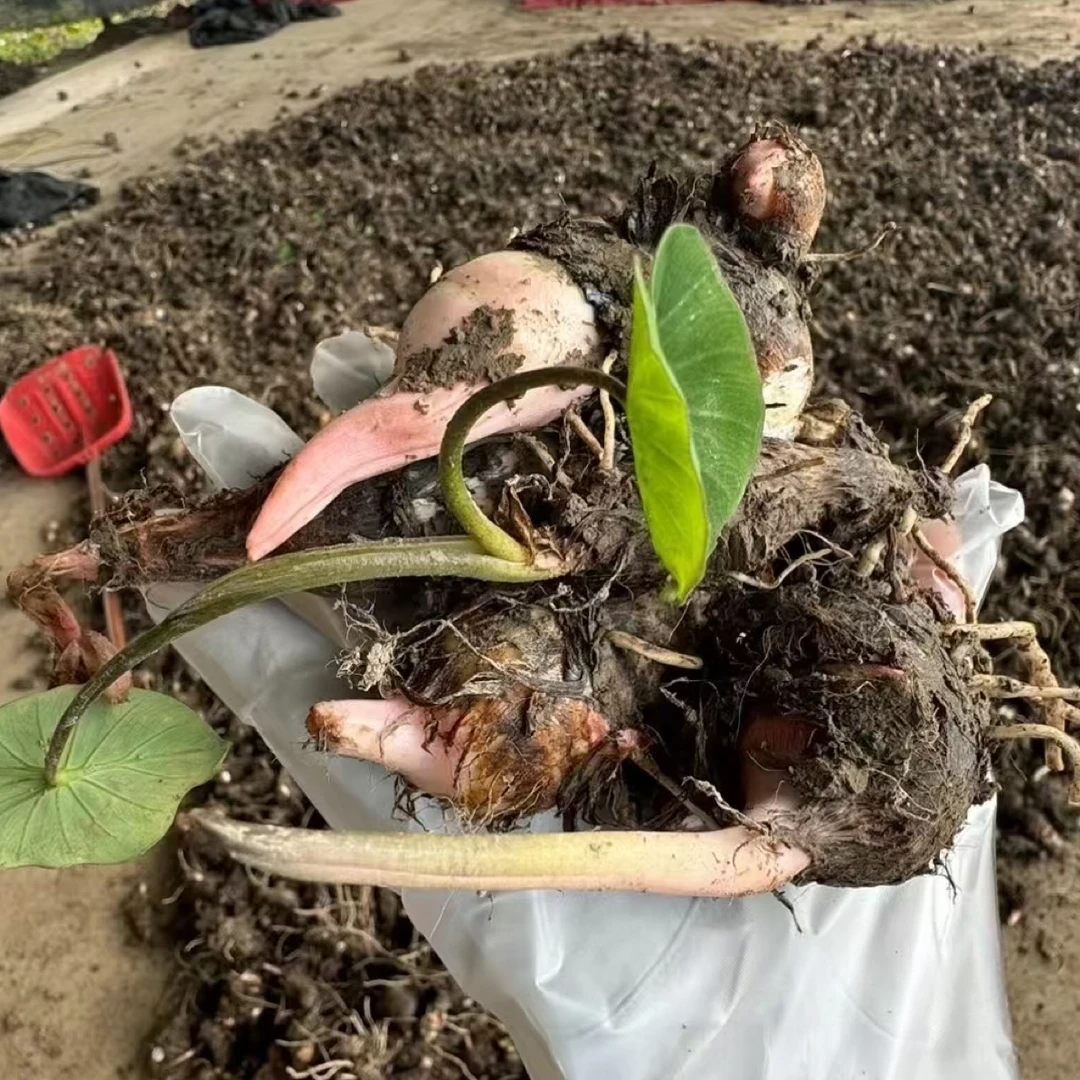 2025年生态种植头茬崇明红梗芋艿