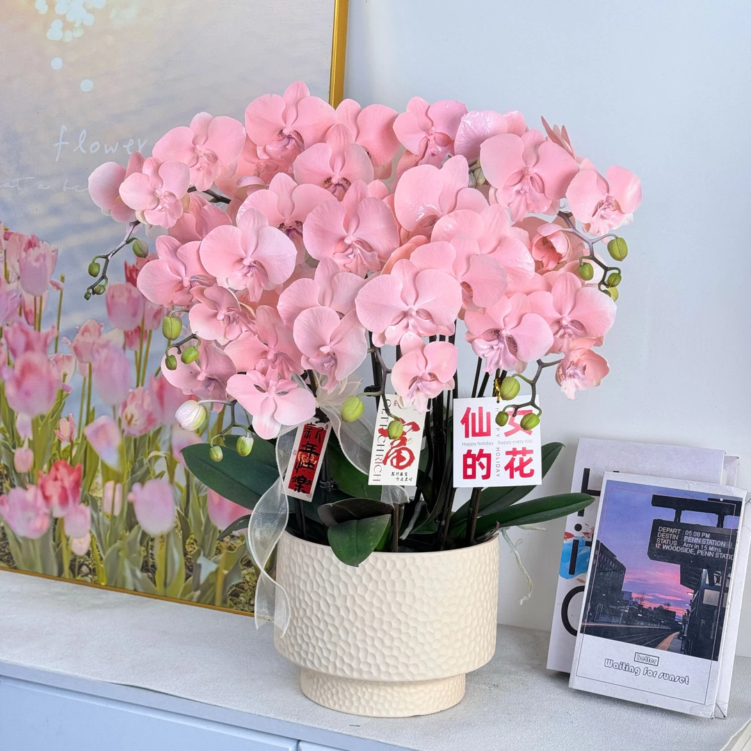 【月亮公主】 鲜花蝴蝶兰 室内组盆 室内花卉 带花带花苞