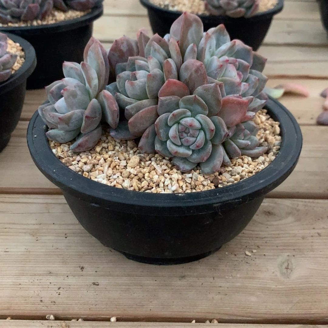 南**乔知秋突尼斯发货多肉