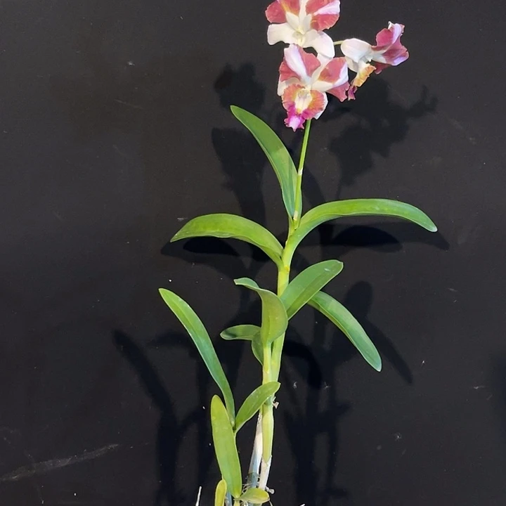 完全开放2162个体龙王