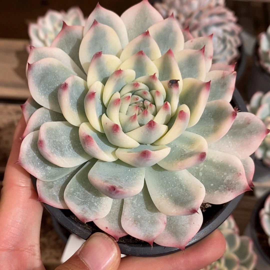 吉娃娃锦多肉植物8365