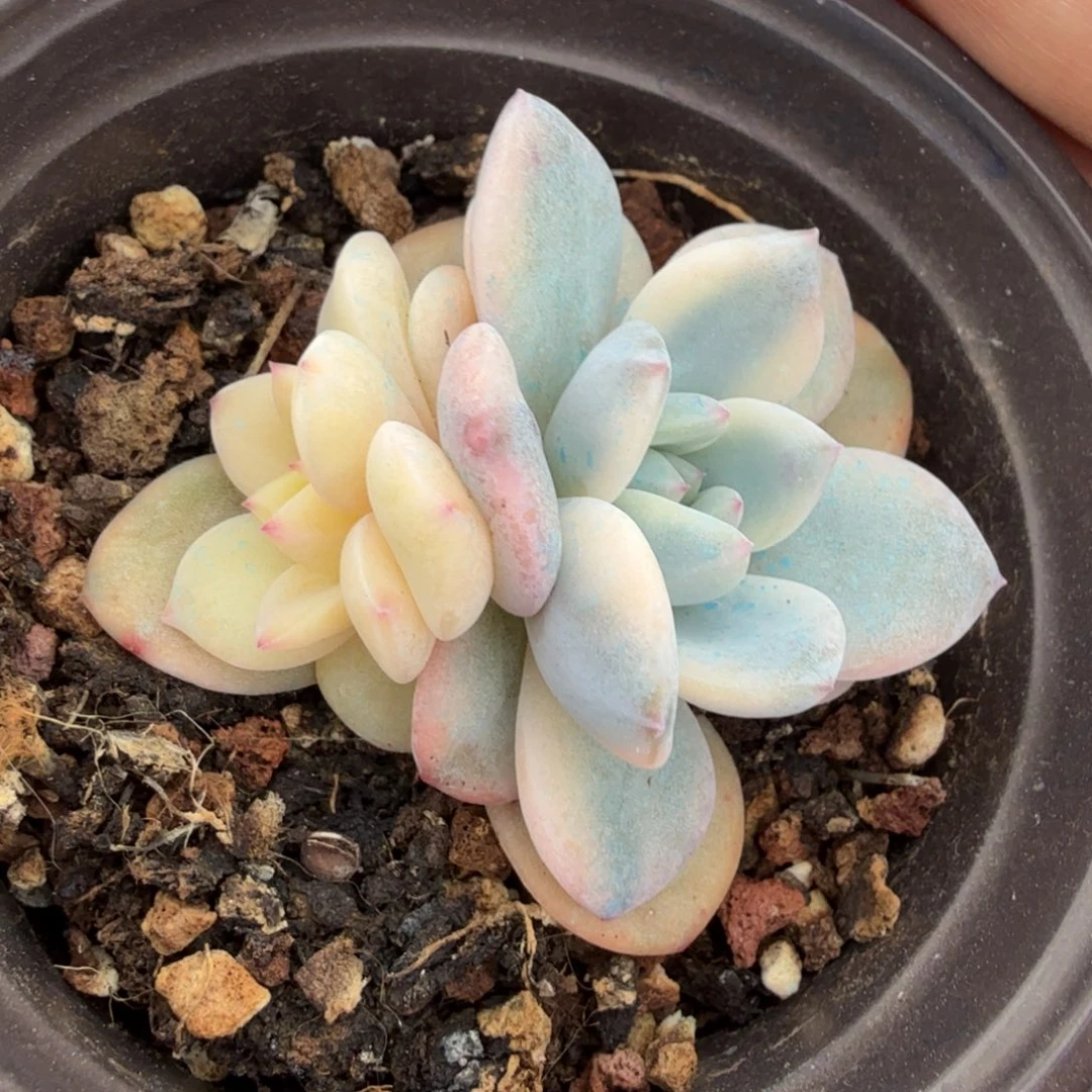 橙梦露锦腹欧你锦一刻的