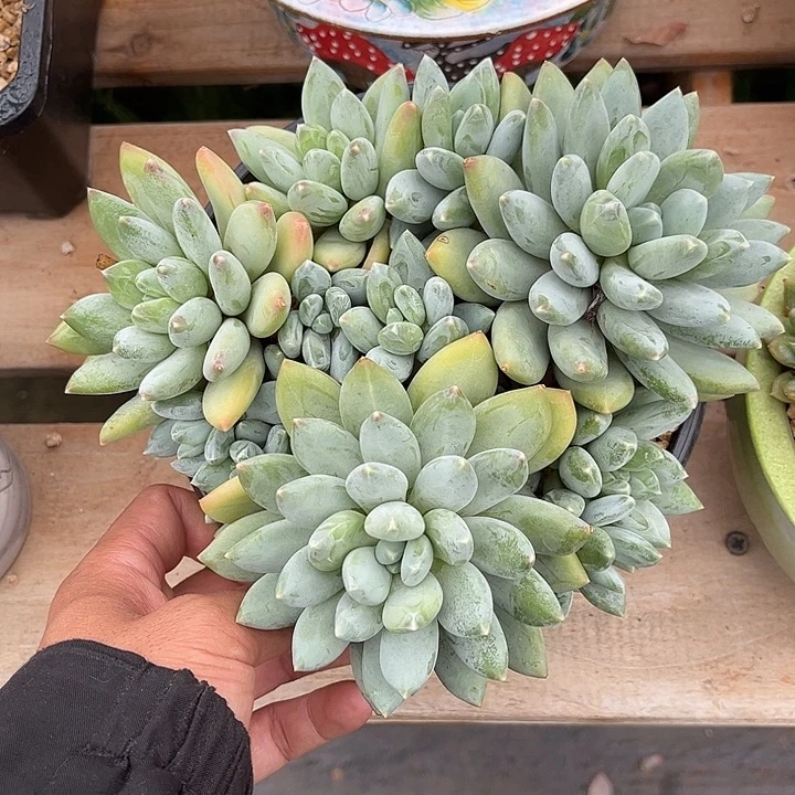 多肉植物一物一拍
