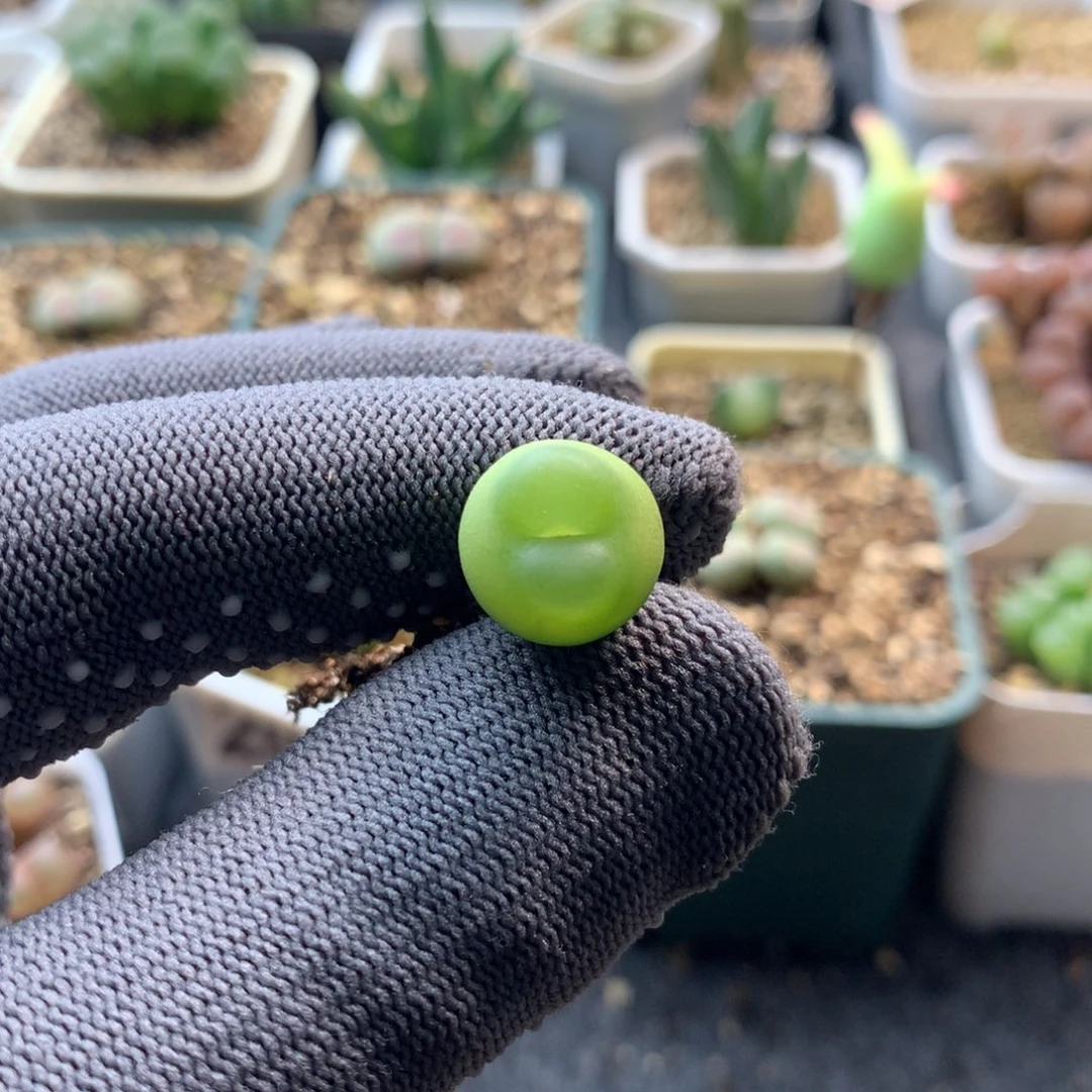 736大王拉登一颗