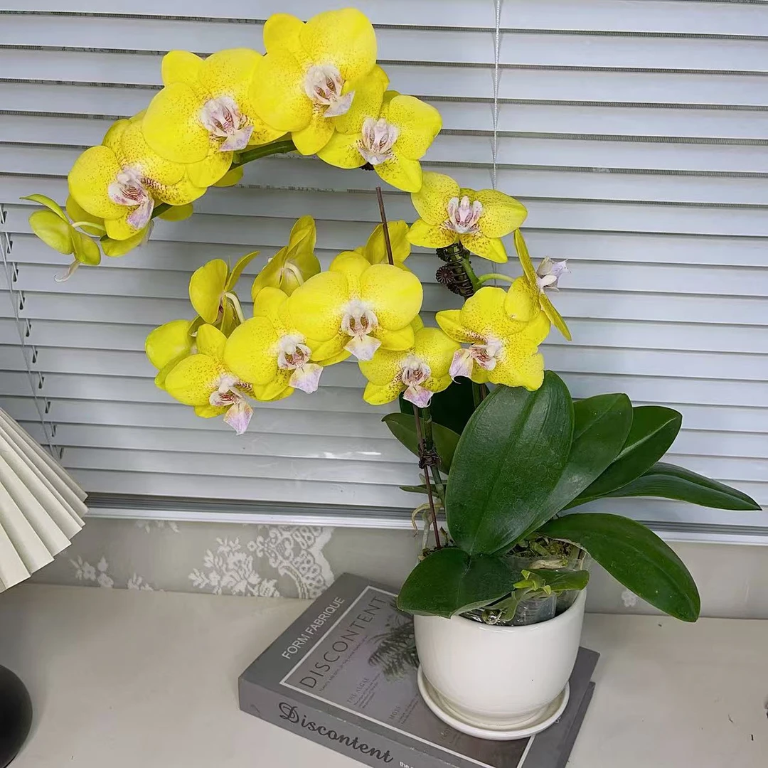 鲜花蝴蝶兰《朝阳》带香味   基地生长种植植株 阳台非常好养