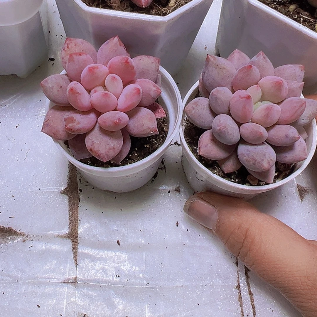 半夏2盆19包邮多肉