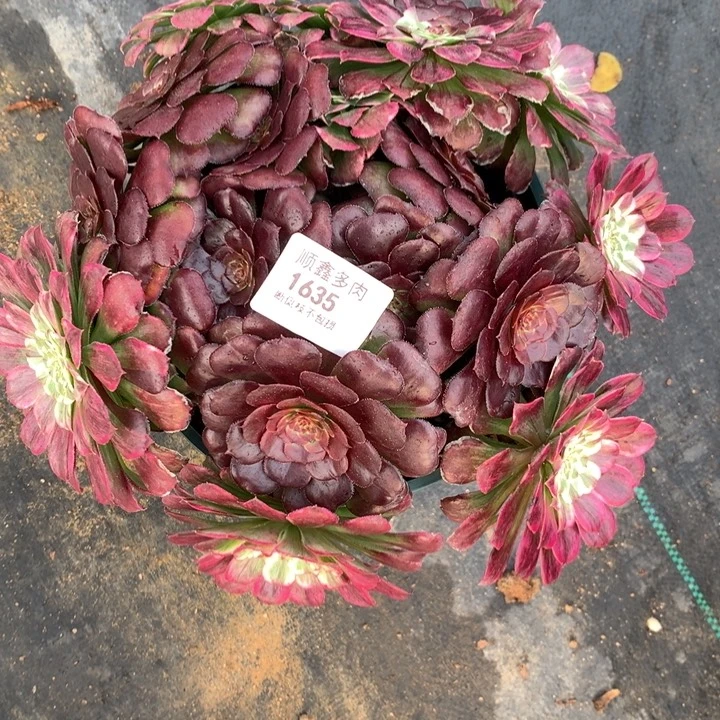 1635水墨画多肉植物