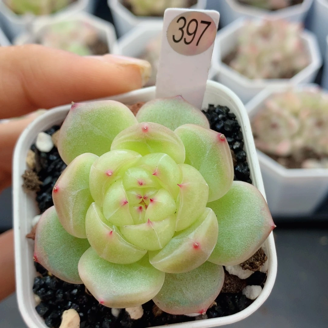 珍妮58包邮  群生不包整397