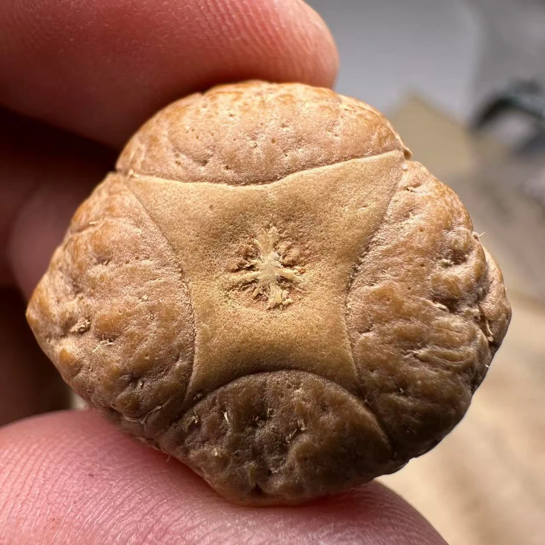 尼泊尔麒麟眼菩提，尺寸26，厚度15，s系列