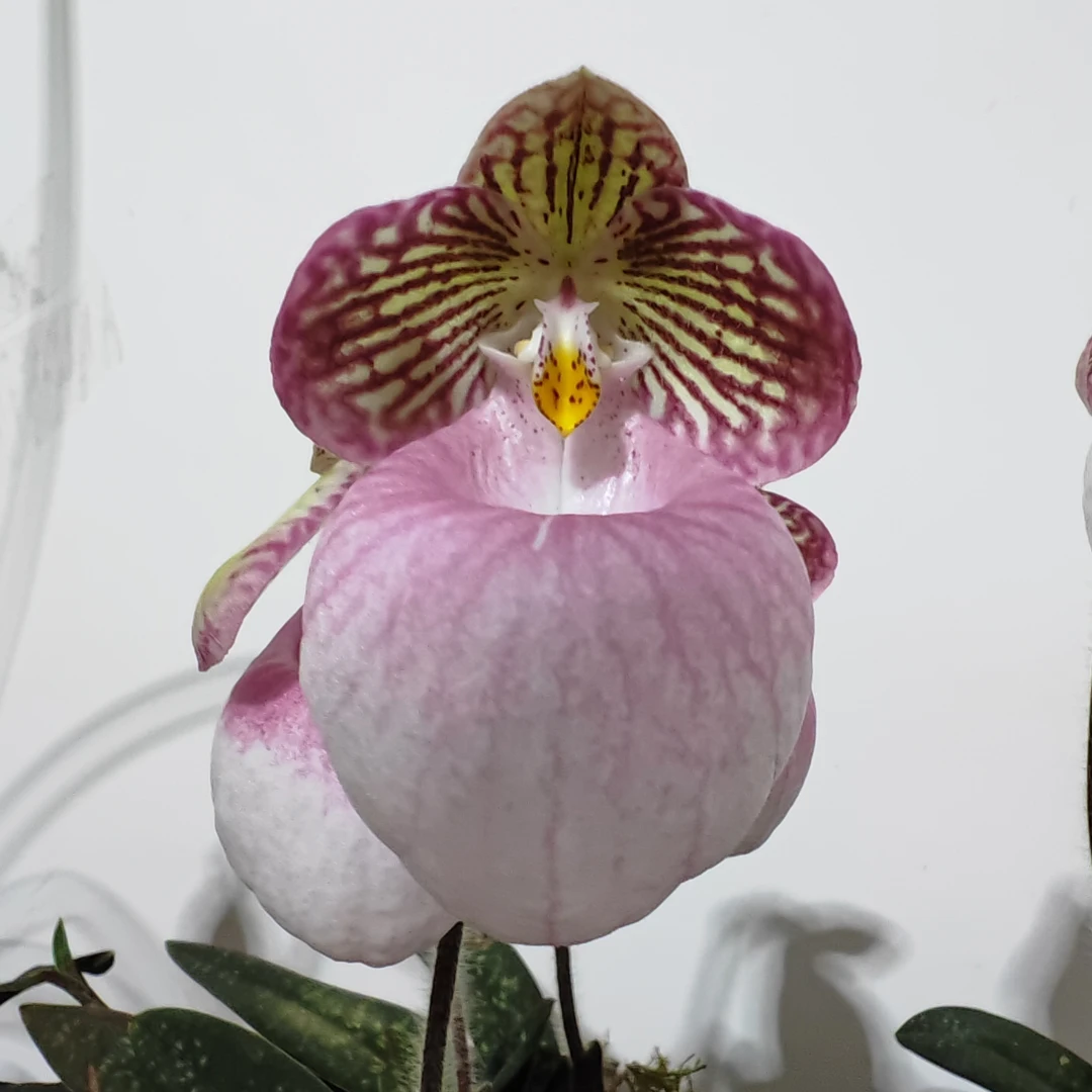 无品牌玉女兜兰花卉盆景易养护适合室内外阳台窗台摆放