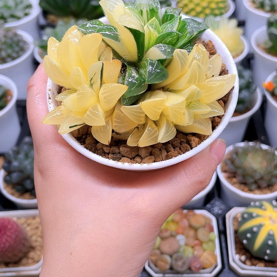 手捧花姬寿锦，原盆