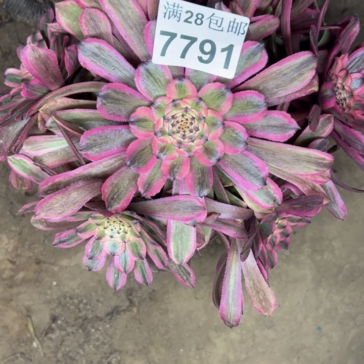7791粉钻多肉植物