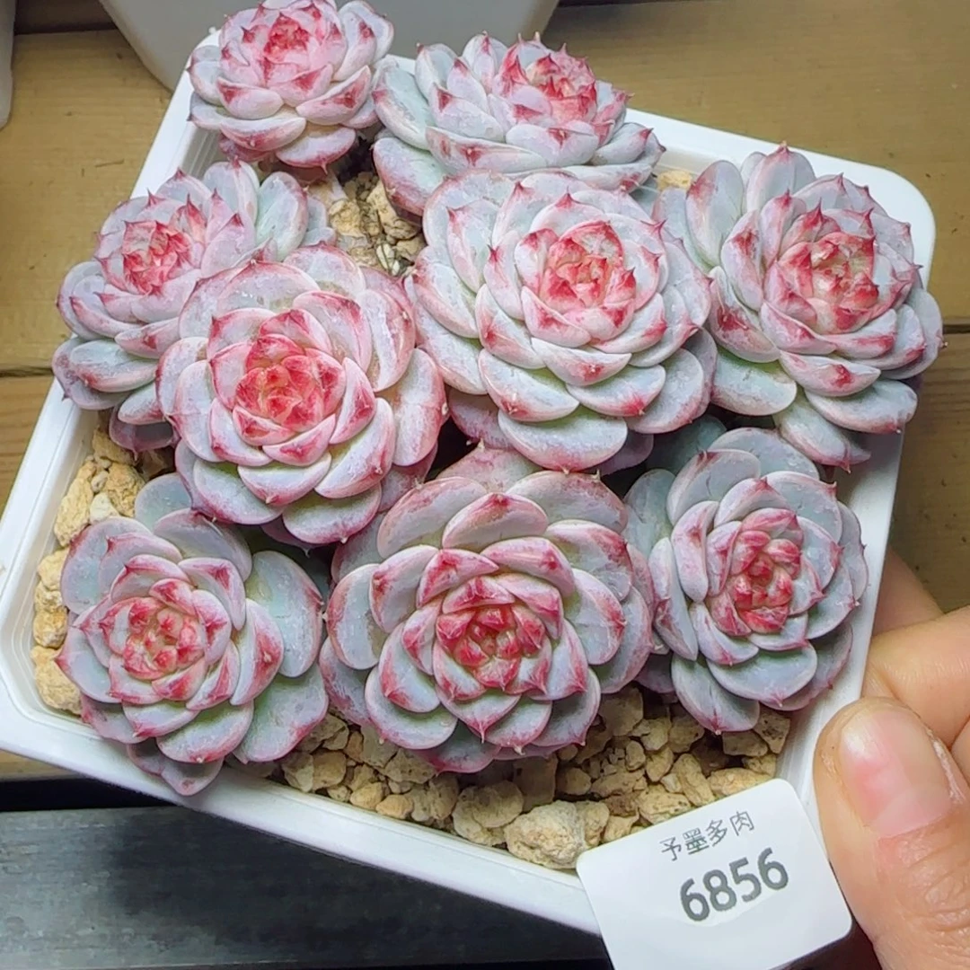 天鹅绒，6856多肉植物