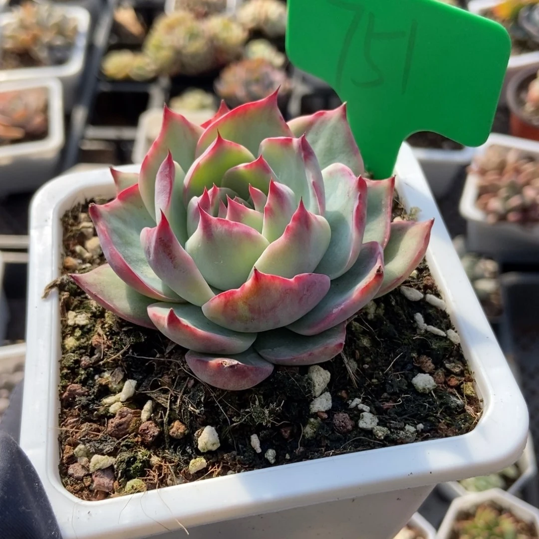 751惊鸿仙子多肉植物保护