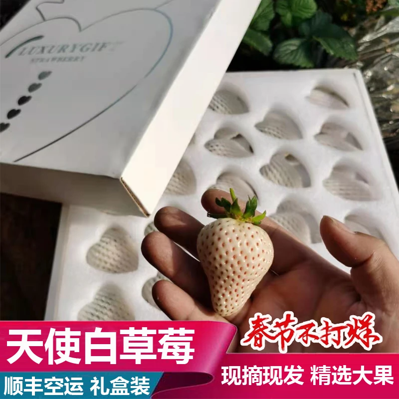天使草莓新鲜白色草莓当季新鲜水果过节日圣诞丹东草莓整箱礼盒