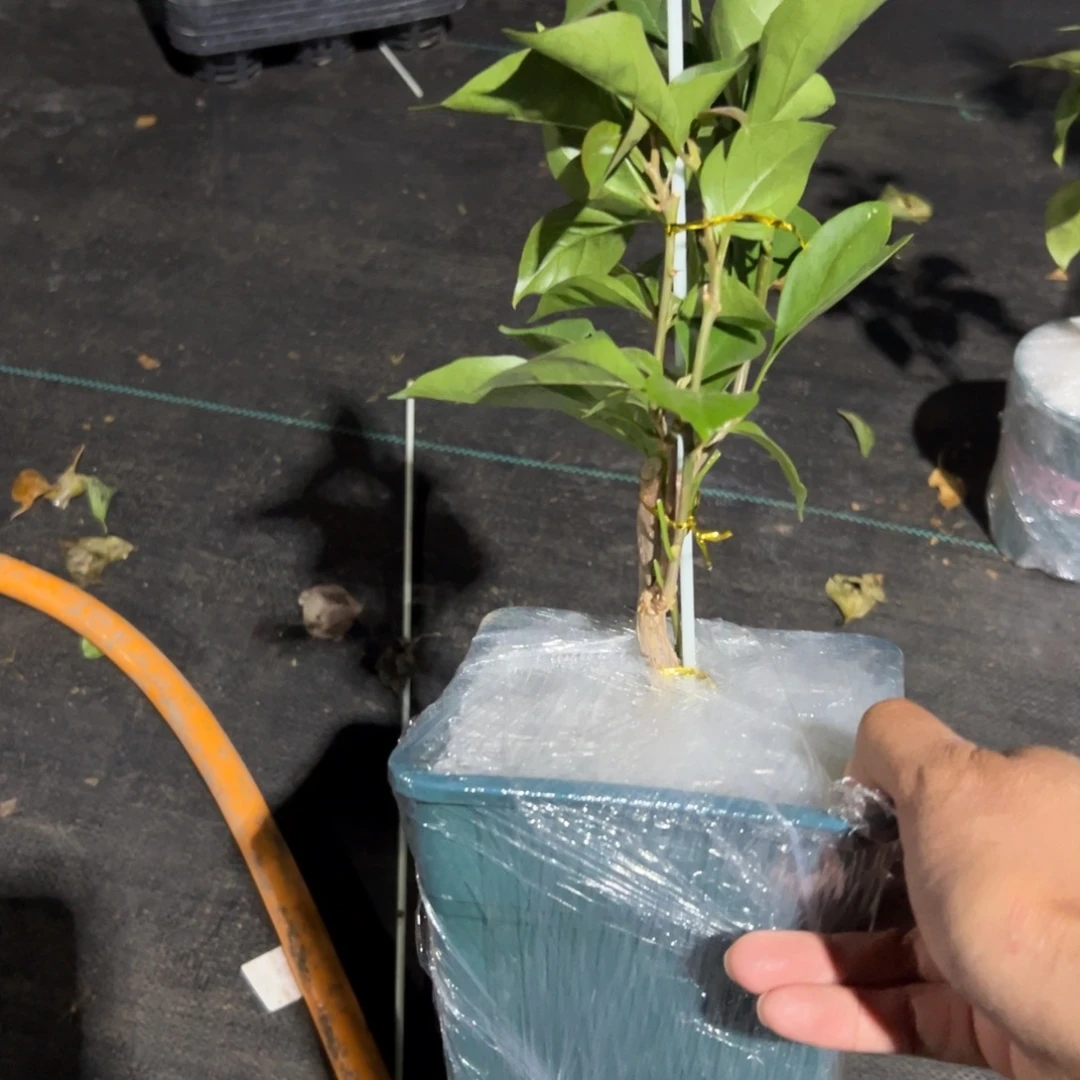 无花朵【110号苏菲娅一棵】随机发货福利款不售后