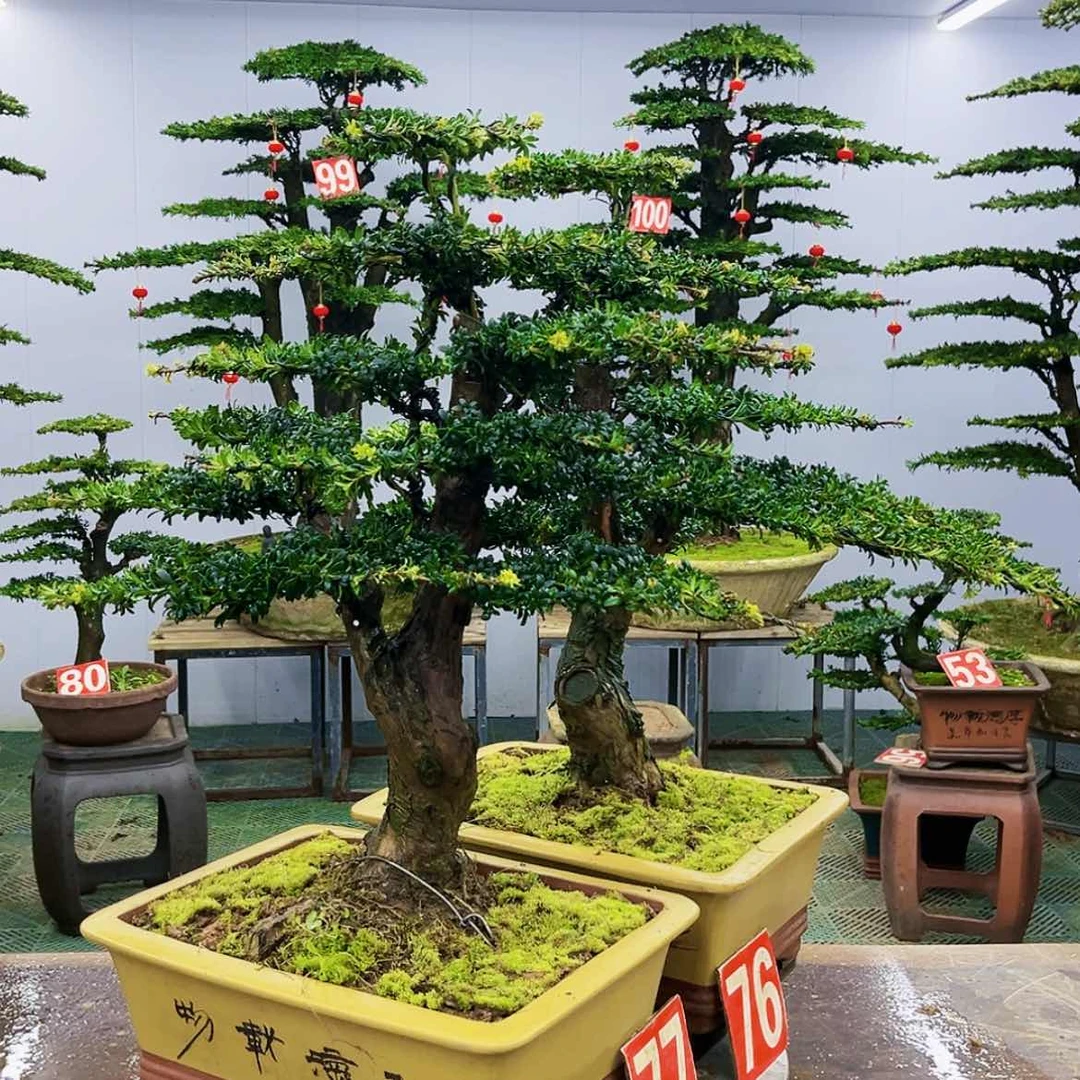 【闪购商品】罗汉松盆景艺术展