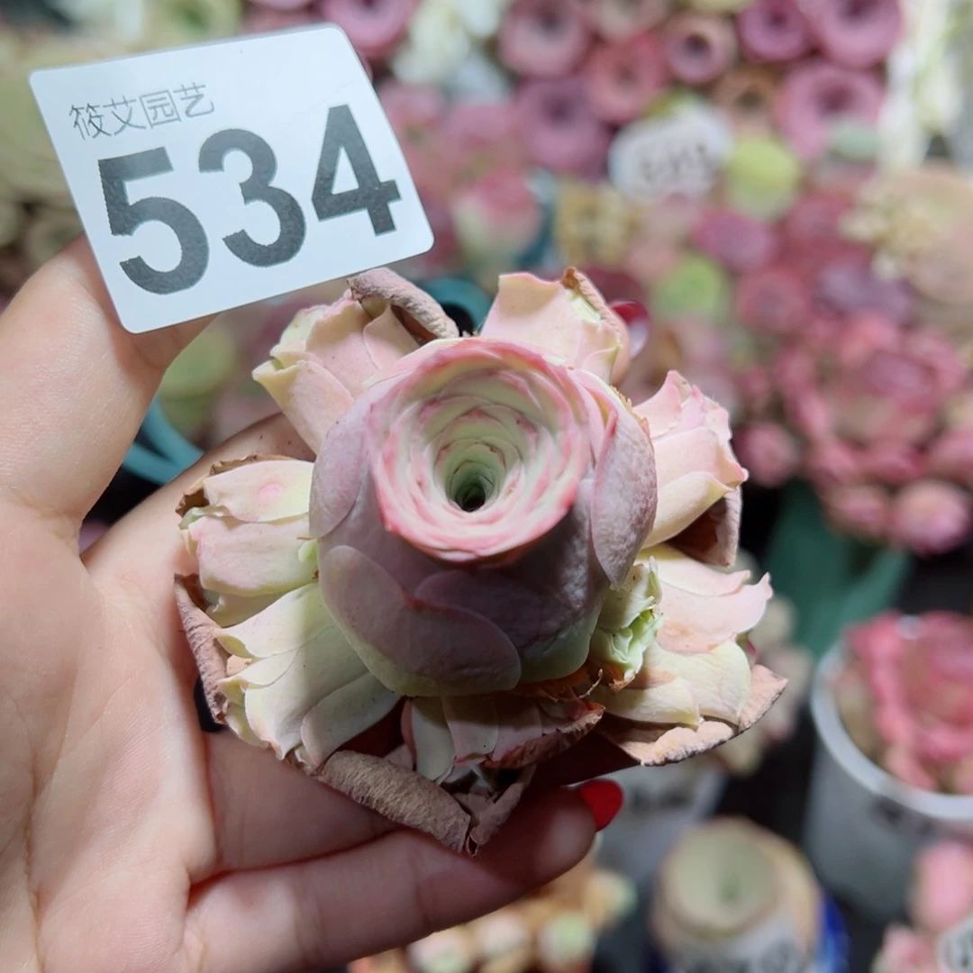 534蜜桃仙子手捧花。