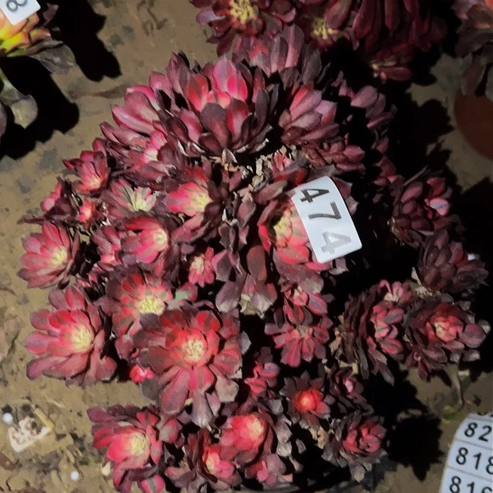 474粉铜锦多肉植物处理不售后砍头丛林