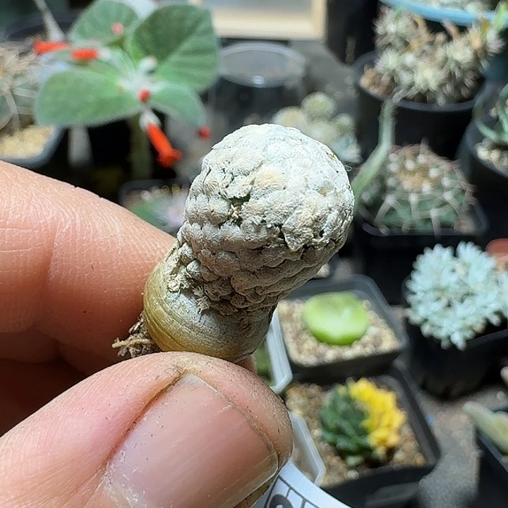 814蔷薇丸脱土发货