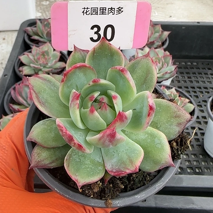 30 惊鸿仙子多肉植物6-9cm