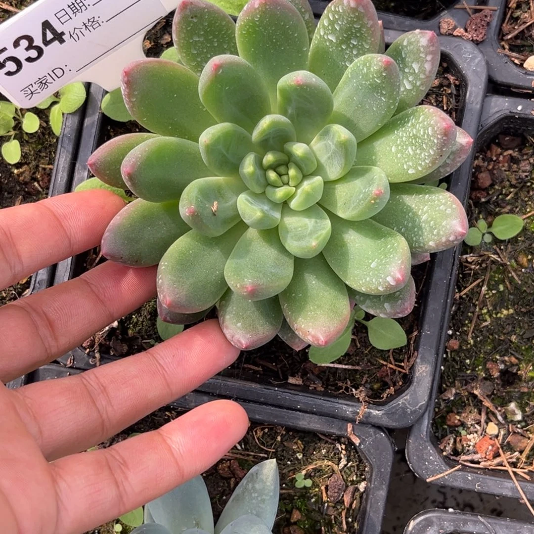 美人系单头多肉植物534