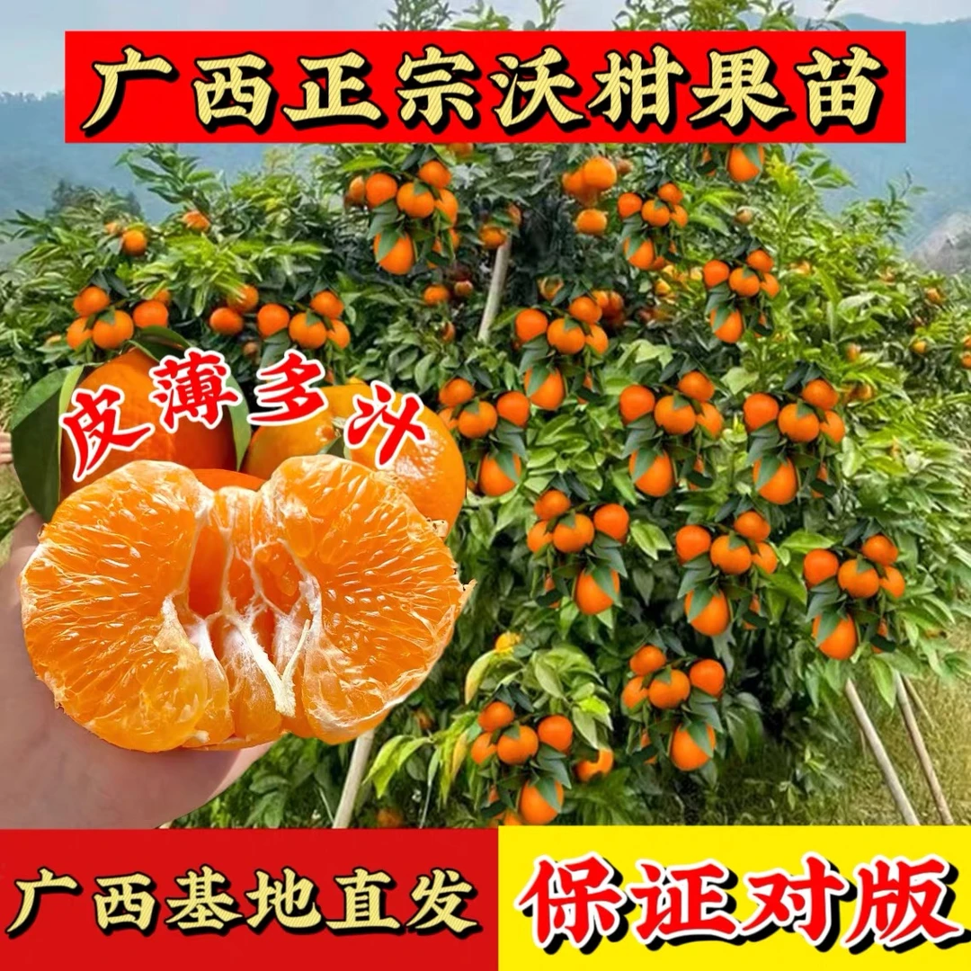【带果发货】正宗广西高产沃柑盆栽地栽原盆原土果树果苗带果