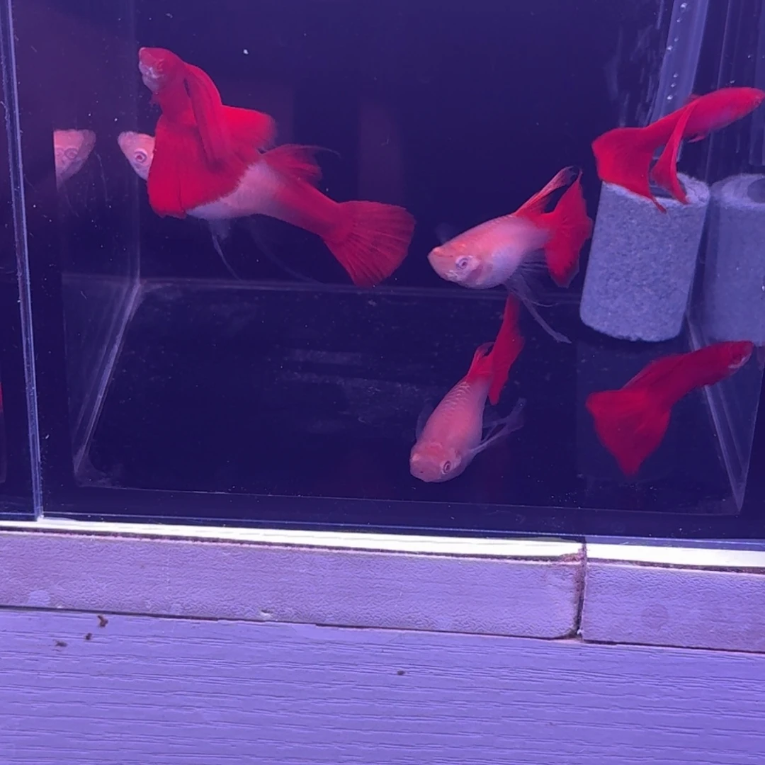 孔雀鱼蚂***腿血红大c种鱼一对