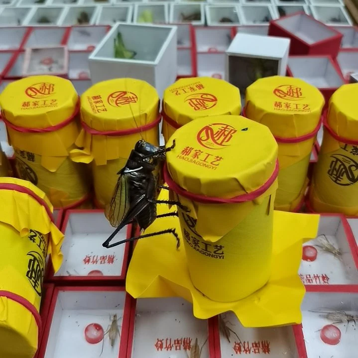 永***我郝建伟大包蝈蝈精品