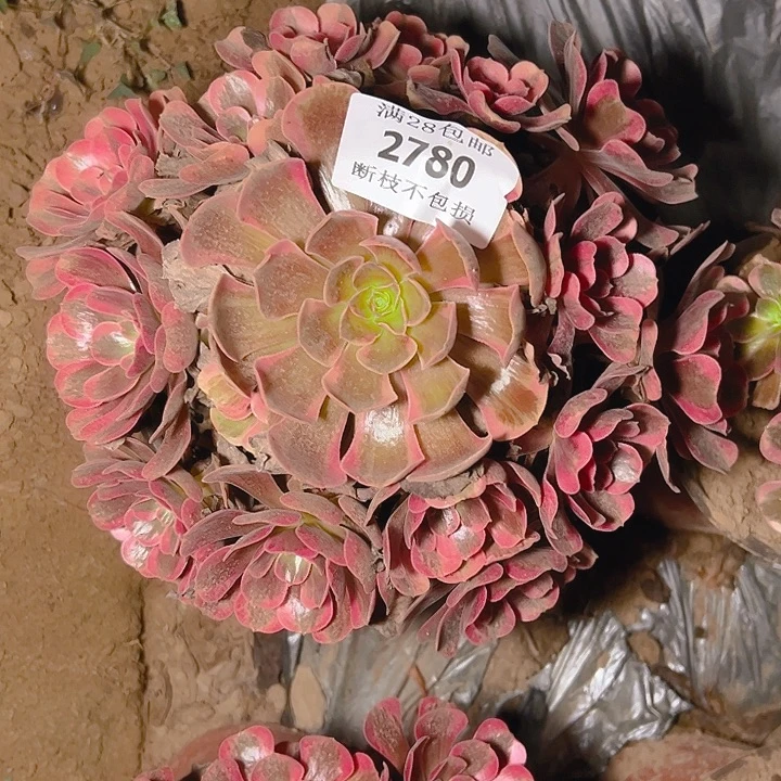 2780爱神多肉植物保护